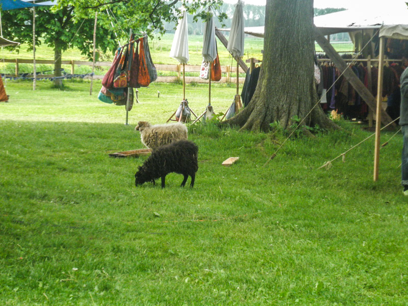 Schafe auf dem Fest
